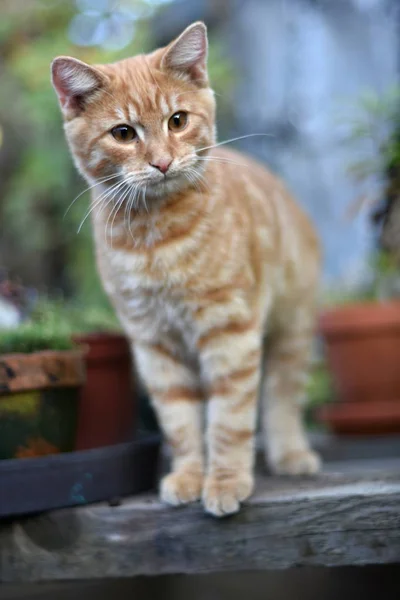 Gato Doméstico Felis Catus Felis Silvestris Catus —  Fotos de Stock