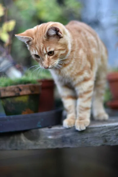 Tamkatt Felis Catus Felis Silvestris Catus — Stockfoto