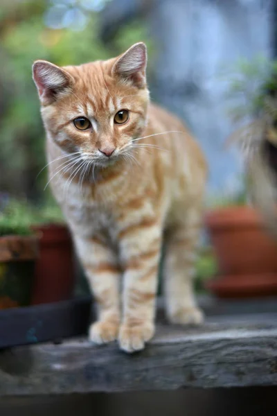 Tamkatt Felis Catus Felis Silvestris Catus — Stockfoto