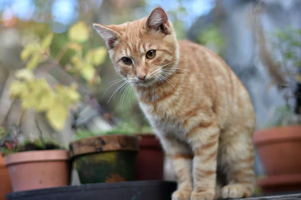 Tamkatt Felis Catus Felis Silvestris Catus — Stockfoto