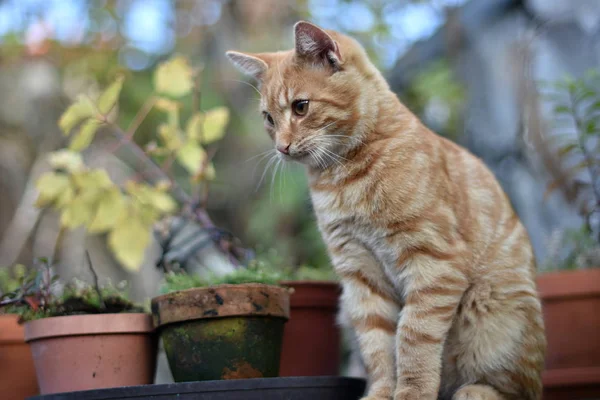 Kot Domowy Felis Catus Felis Silvestris Catus — Zdjęcie stockowe