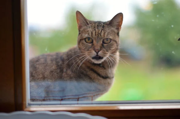 Домашняя Кошка Felis Catus Felis Silvestris Catus — стоковое фото