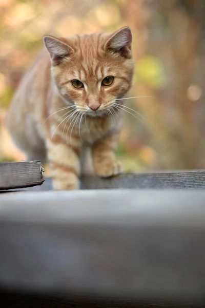 Tamkatt Felis Catus Felis Silvestris Catus — Stockfoto