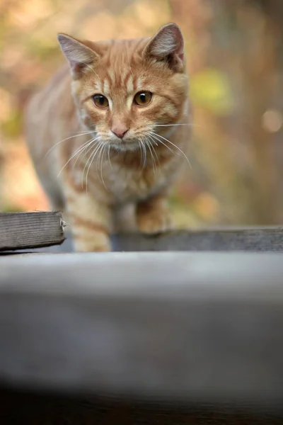 Gato Doméstico Felis Catus Felis Silvestris Catus —  Fotos de Stock