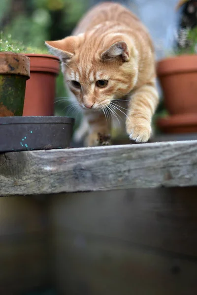 Tamkatt Felis Catus Felis Silvestris Catus — Stockfoto