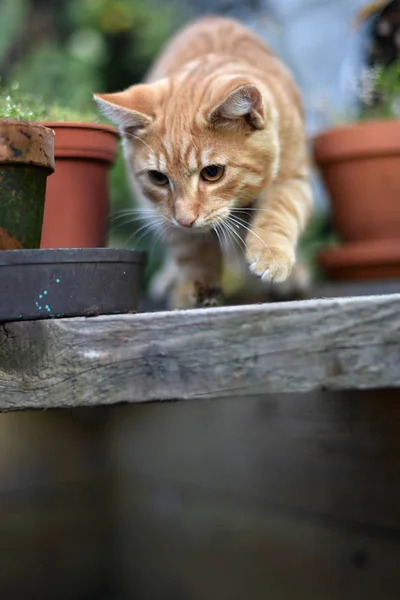 Gato Doméstico Felis Catus Felis Silvestris Catus —  Fotos de Stock