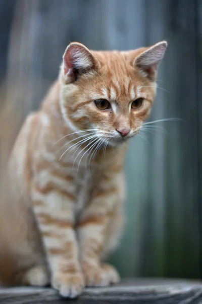 Domestic Cat Felis Catus Felis Silvestris Catus — Stock Photo, Image