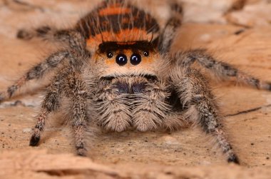 Zıplayan Örümcek - Phidippus Rejimi