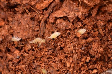 ortak tespih, Oniscus asellus