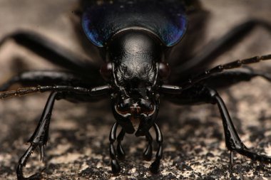 Mor yer böceği, Carabus ihlali.