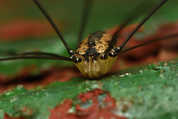 Phalangium Opilio Makro Fotoğraf Kadar Kapatın Bir Hasat Baba Longlegs — Stok fotoğraf