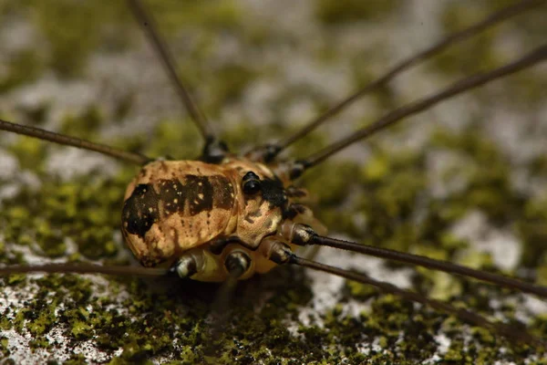 Gros Plan Macro Photo Phalangium Opilio Une Moissonneuse Papa Longues — Photo