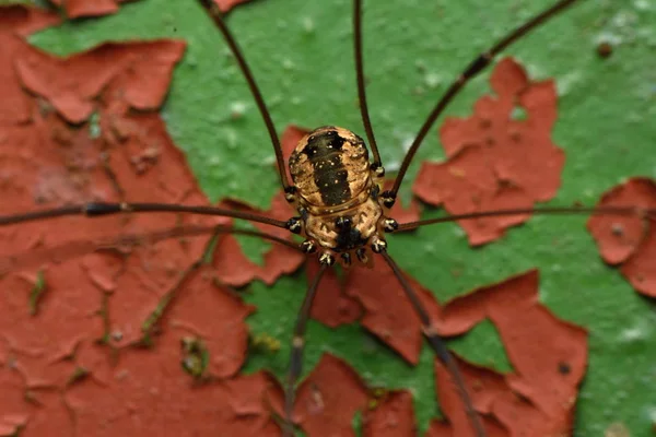 Fechar Foto Macro Phalangium Opilio Uma Colheitadeira Papai Pernas Longas — Fotografia de Stock