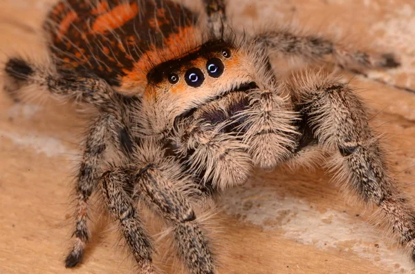 Springspinne Phidippus Regius — Stockfoto