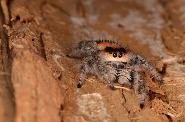 Springspinne Phidippus Regius — Stockfoto