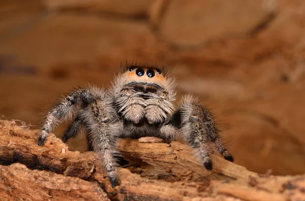 Springspinne Phidippus Regius — Stockfoto