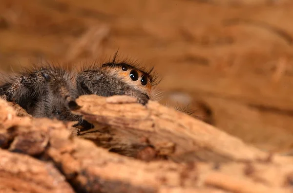 Springspinne Phidippus Regius — Stockfoto