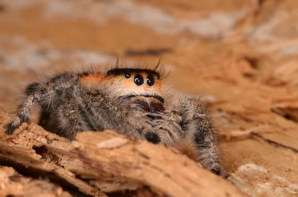 Aranha Saltadora Phidippus Regius — Fotografia de Stock