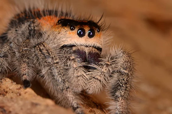 Araignée Sauteuse Phidippus Regius — Photo