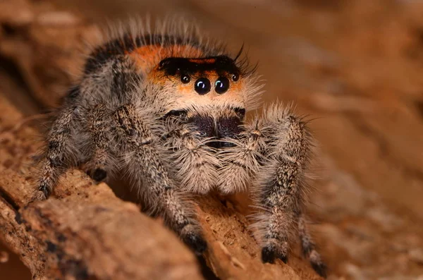 跳跃蜘蛛 Phidippus Regius — 图库照片