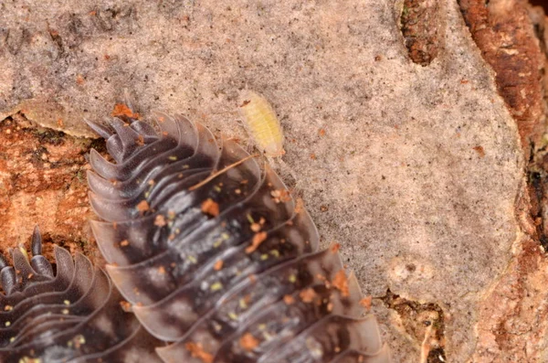 Společné Woodlouse Oniscus Asellus — Stock fotografie