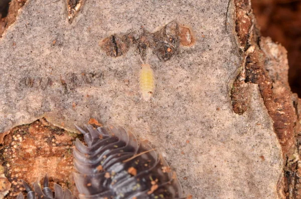 Wspólne Woodlouse Stonoga Murowa — Zdjęcie stockowe