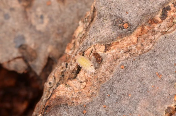 Společné Woodlouse Oniscus Asellus — Stock fotografie