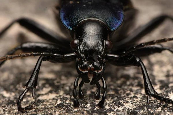 Mor Yer Böceği Carabus Ihlali — Stok fotoğraf