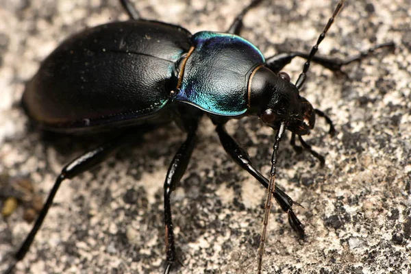 Besouro Chão Violeta Carabus Violaceus — Fotografia de Stock