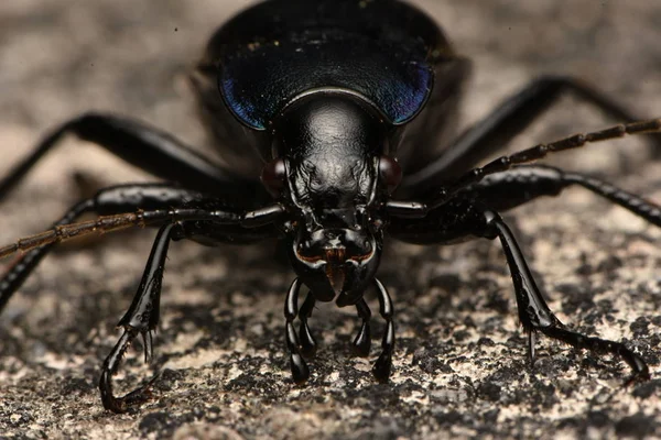 Фиалка Ground Beetle Carabus Violaceus — стоковое фото