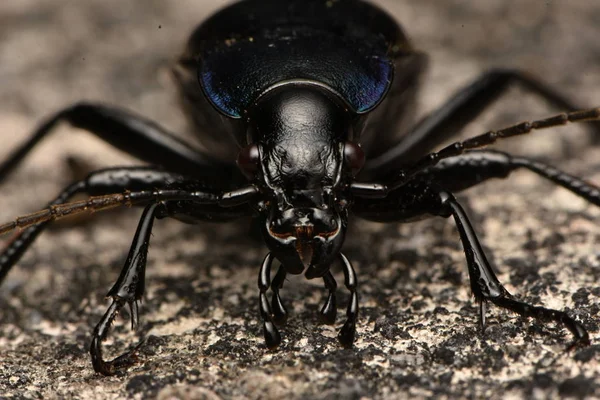 Coléoptère Haché Violet Carabus Violaceus — Photo