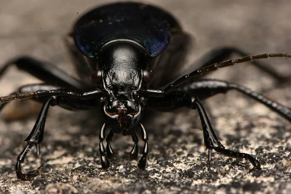 Фиалка Ground Beetle Carabus Violaceus — стоковое фото