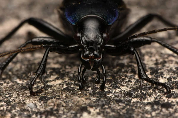 Violet Ground Beetle Carabus Violaceus — Stock Photo, Image