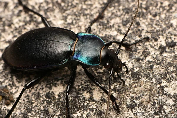 Fiolett Jordbille Carabus Violaceus stockbilde