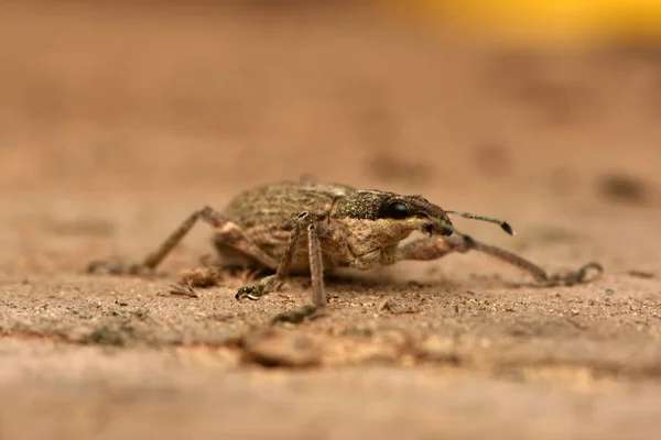 Čenich Brouk Charagmus Gressorius Rodina Pravých Weevilů — Stock fotografie