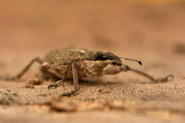 Жук Морда Charagmus Gressorius Семейство Истинных Долгоносиков — стоковое фото