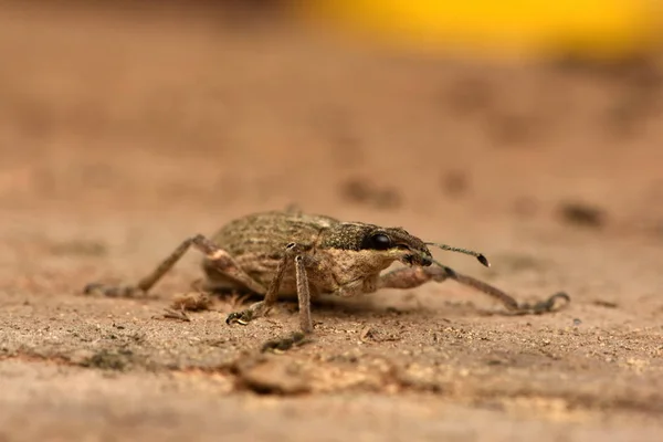 Snout Beetle Charagmus Gressorius Family True Weevils — Stock Fotó