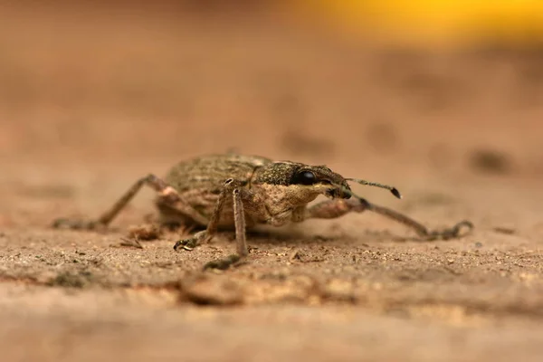 Snout Beetle Charagmus Gressorius Family True Weevils — Stock Fotó