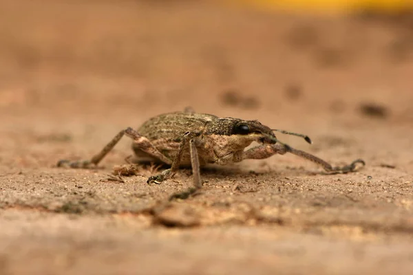 Жук Морда Charagmus Gressorius Семейство Истинных Долгоносиков — стоковое фото