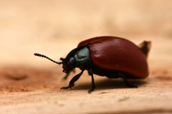 Chrysomela Populi Art Bredaxlade Lövbaggar Som Tillhör Familjen Chrysomelidae — Stockfoto