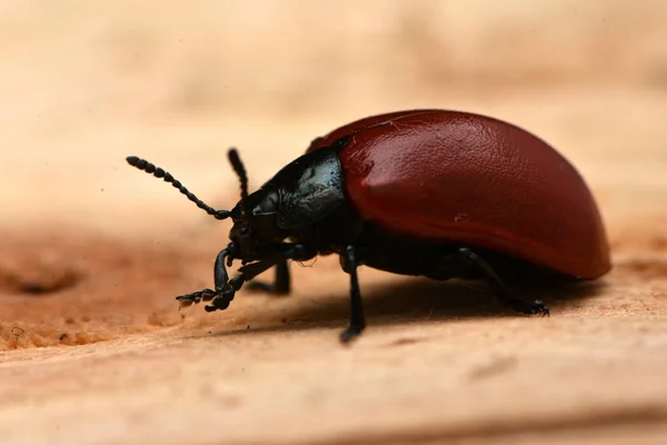 Chrysomela Populi Species Broad Shouldered Leaf Beetles Belonging Family Chrysomelidae — Stock Photo, Image