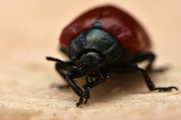 Chrysomela Populi Druh Širokými Rameny Brouků Kteří Patří Čeledi Chrysomelidae — Stock fotografie