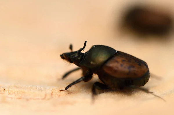 Chrząszcz Onthophagus Fracticornis Drewnie Chrząszcze Nosorożcowe Podrodziną Rodziny Chrząszczy Skarabeuszy — Zdjęcie stockowe