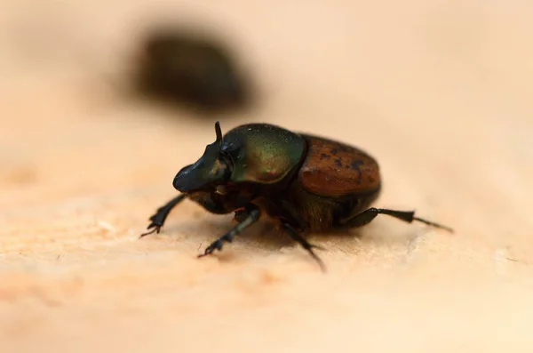 Europäischer Käfer Onthophagus Fracticornis — Stockfoto