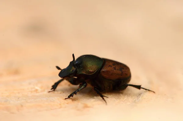 Käfer Onthophagus Fracticornis Auf Holz Nashornkäfer Sind Eine Unterfamilie Der — Stockfoto