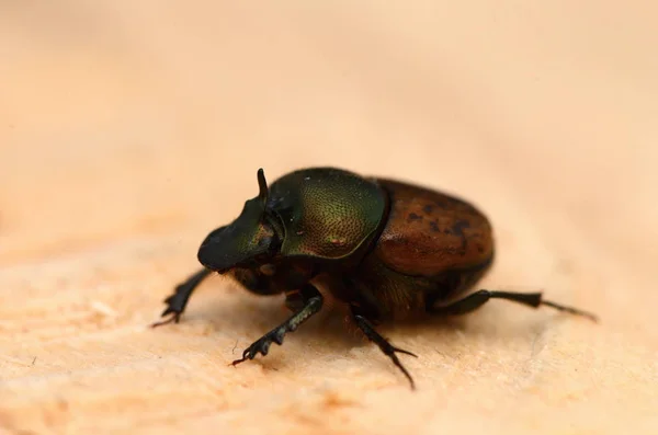 Chrząszcz Onthophagus Fracticornis Drewnie Chrząszcze Nosorożcowe Podrodziną Rodziny Chrząszczy Skarabeuszy — Zdjęcie stockowe