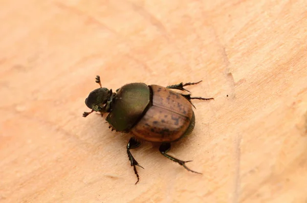 Beetle Onthophagus Fracticornis Wood Rhinoceros Beetles Subfamily Scarab Beetle Family — Stock Fotó