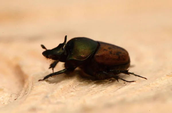ビートル 木の上のOnthophagus Frictornis サイの甲虫は サルムシ科の亜科です — ストック写真