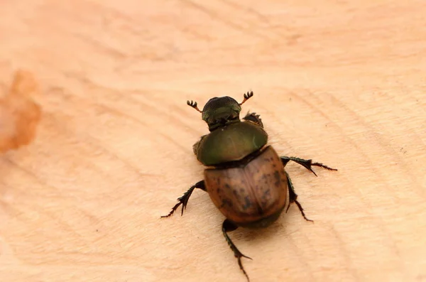 Beetle Onthophagus Fracticornis Wood Rhinoceros Beetles Subfamily Scarab Beetle Family — Stock Fotó