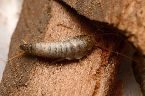 Insecte Poisson Argenté Lepisma Saccharinum — Photo